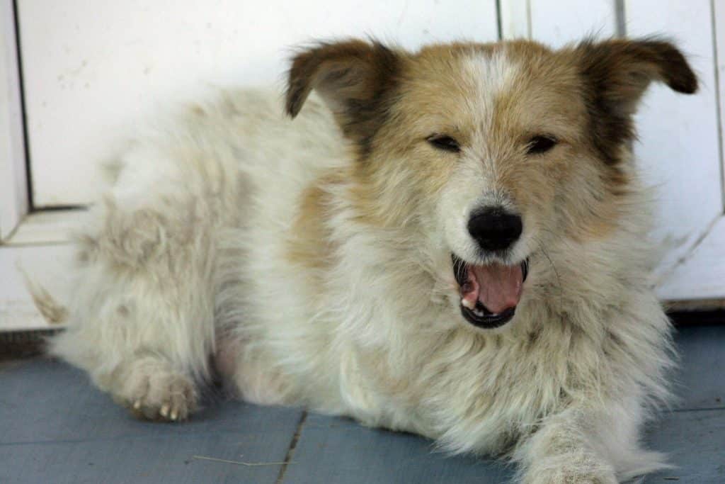 Charmy - Geretteter Hund in Rumänien