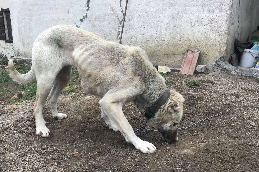 Tierschutz in Rumänien: Gefangener Hund