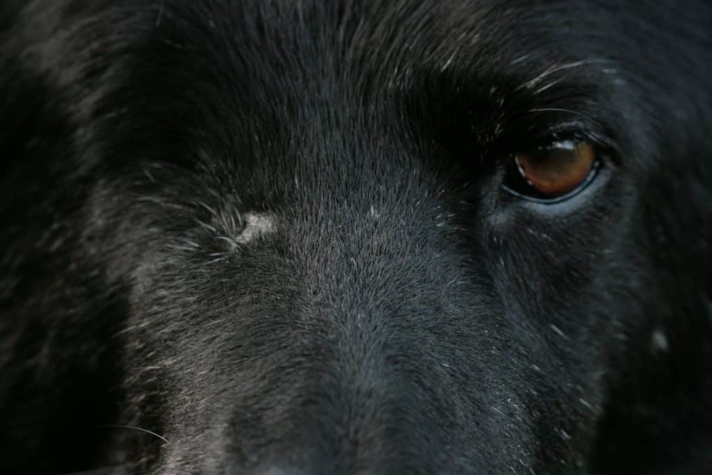 Tierschutz in Thailand: Hund ohne Auge